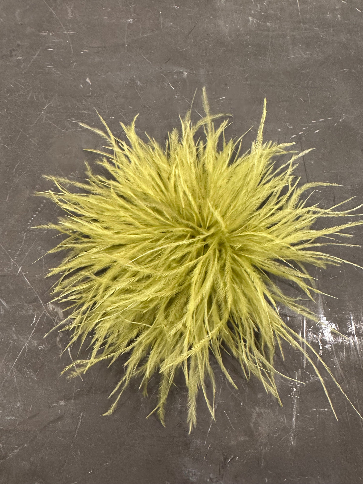Spilla Plumage