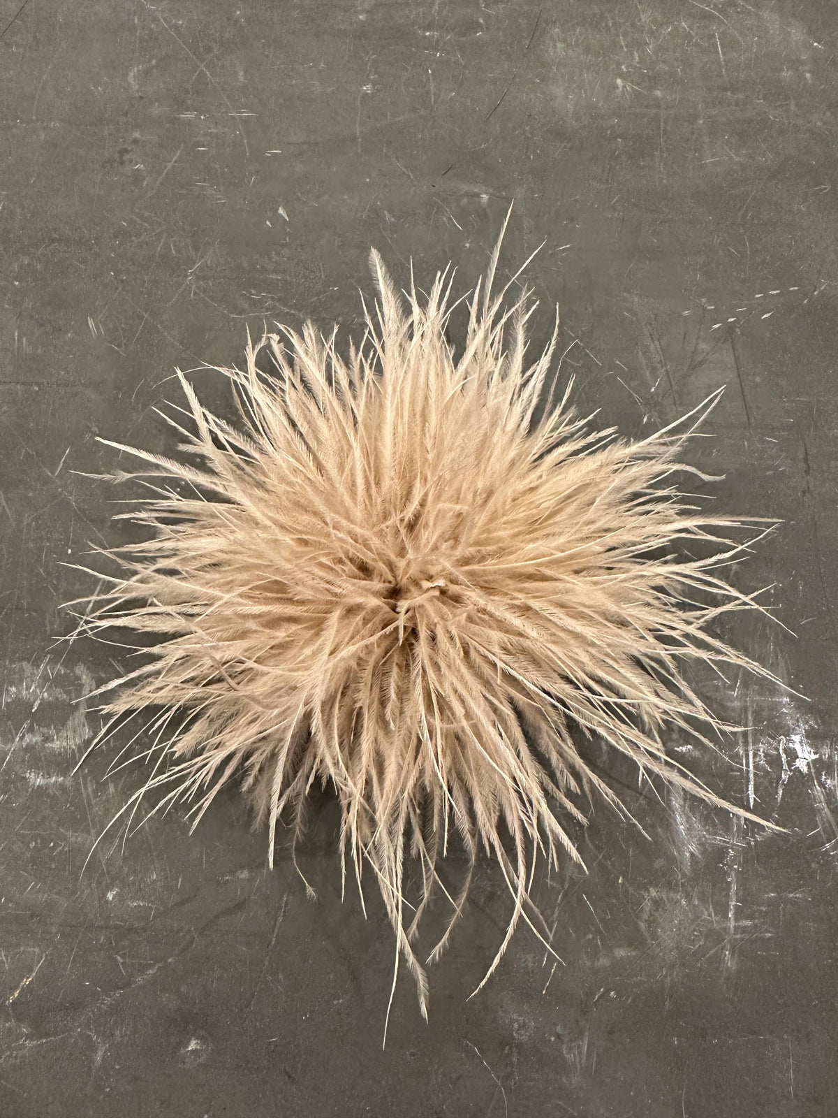 Spilla Plumage